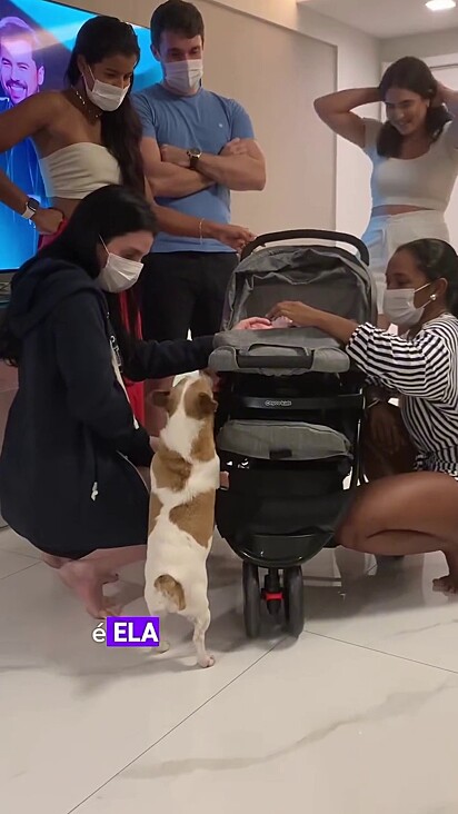 O cão ficou muito protetor de repente.