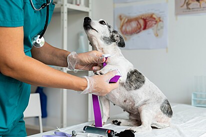 É importante levar um cão resgatado até uma clínica veterinária.
