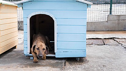 Cães microchipados carregam identidade.