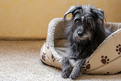 Muitos animais se perdem por inúmeros motivos e não conseguem retornar para casa.