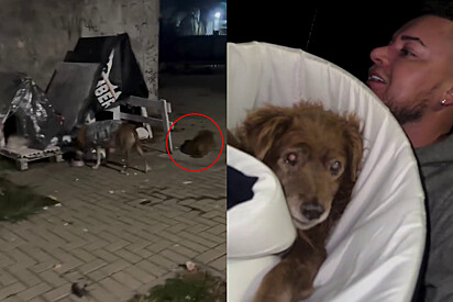 O protetor fez de tudo para dar um final digno ao cão.