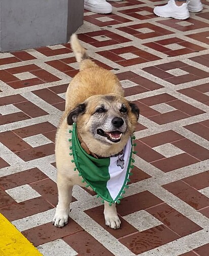 Mono é um cachorrinho muito querido em sua cidade.