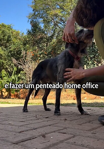 Bigode teve um dia de beleza para mostrar que está pronto para conquistar seu lar dos sonhos.
