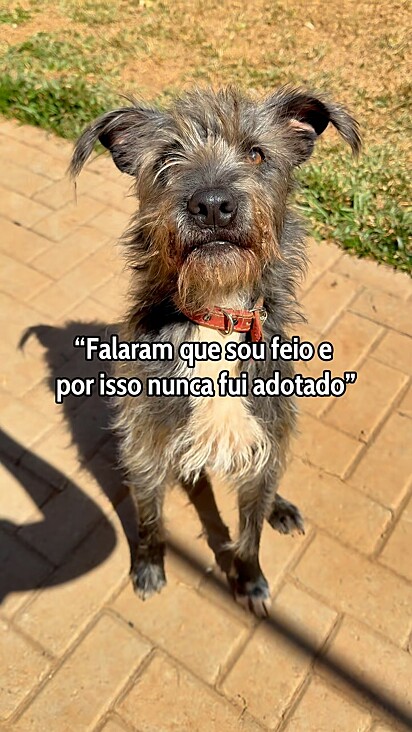 Bigode é um caroço de manga que já foi rejeitado em várias tentativas de adoção por causa de sua aparência.