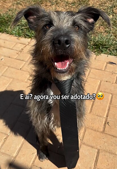 Bigode é um típico cachorrinho caroço de manga.