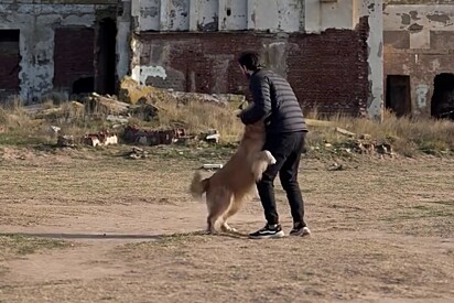 Sentiu a energia: Cão golden faz de tudo para evitar que tutor se aproxime de local abandonado.