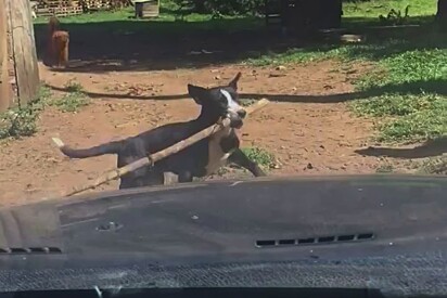 Ela ficou conhecida como a doguinha da porteira.