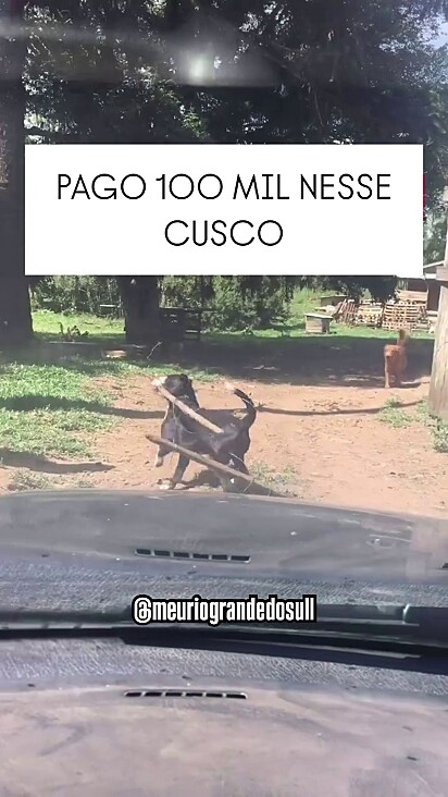 A tutora é protetora independente e depende de ajuda de seguidores.