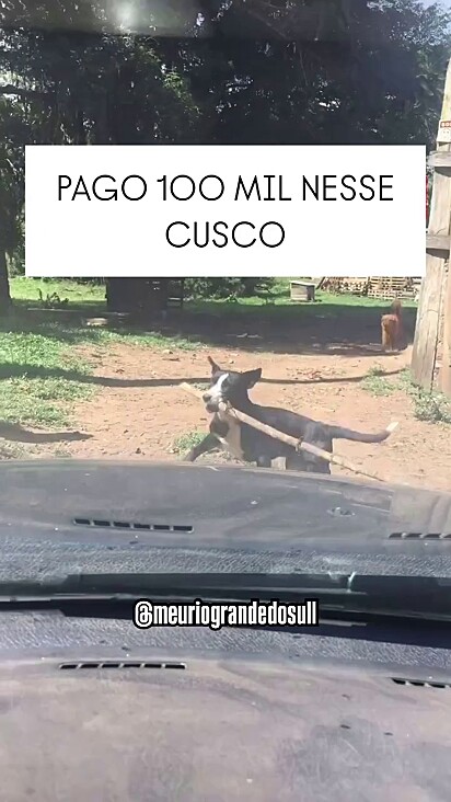 A cachorrinha Pit aprendeu a abrir a porteira.