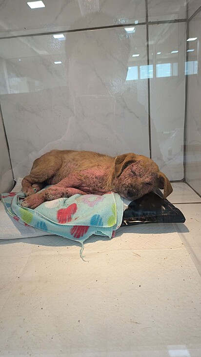A cachorrinha foi resgatada e levada para receber atendimento veterinário.