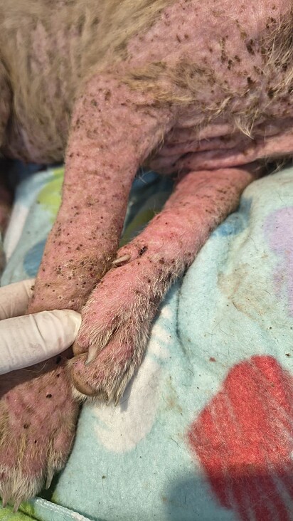 A cachorrinha estava com sarna grave.