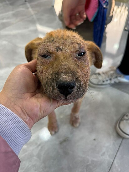 A cachorrinha Bolonha teve um recomeço cheio de esperança.