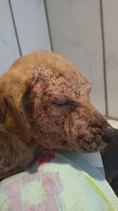 Contribuir com o projeto de Paola é ajudar milhares de cães, assim como Bolonha, a terem a chance de recomeçar.