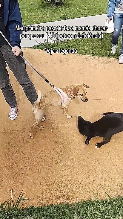 A cachorrinha fez amizade com outros cães no passeio.