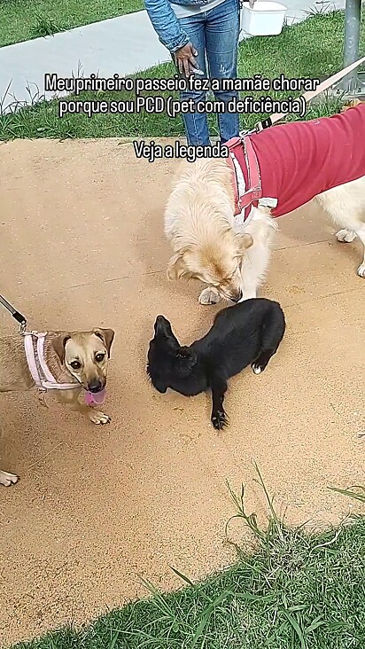 As outras cachorrinhas interagiram com Catarina.