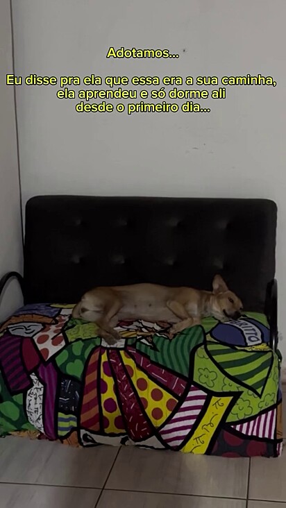 A vira-lata caramelo adora a cama que ganhou.