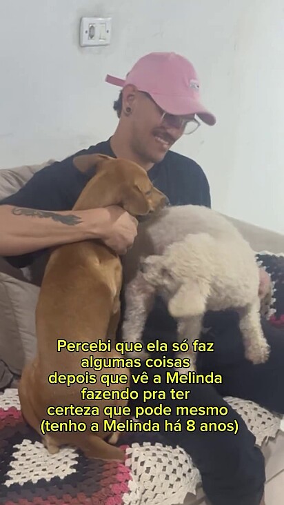 Ellen observa a irmã canina mais velha para aprender alguns comportamentos.