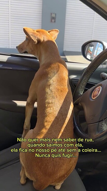 A cachorrinha vira-lata caramelo adora passear com a família e nunca tentou fugir.