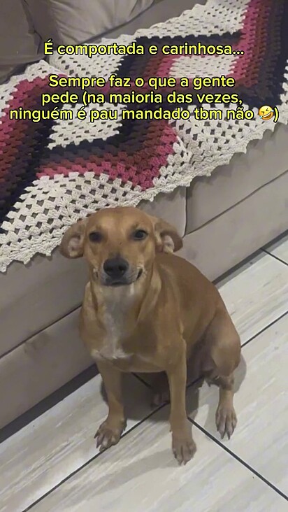 A vira-lata caramelo Ellen é muito comportada.