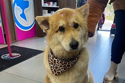 Depois de anos nas ruas e uma adoção que não deu certo, cadela busca um novo começo.