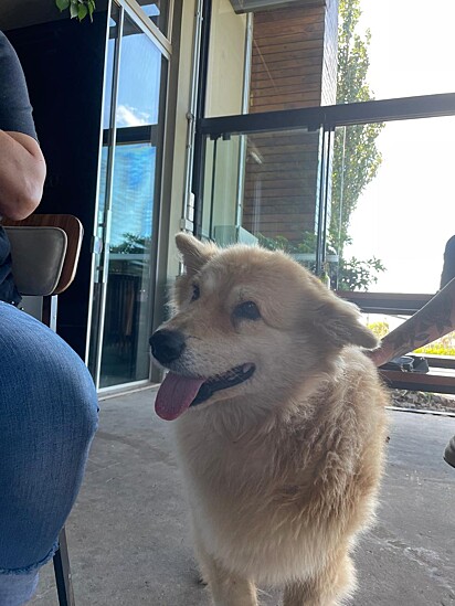 A cachorrinha Mexerica já é idosa e manca em uma pata dianteira.