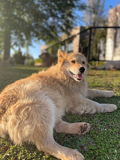 A cachorrinha vive há 10 anos no mesmo lugar.