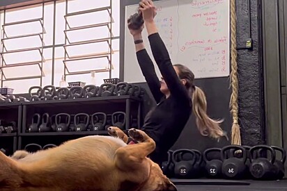 Ninguém tentou espantar o cachorro porque gostam da presença dele lá.