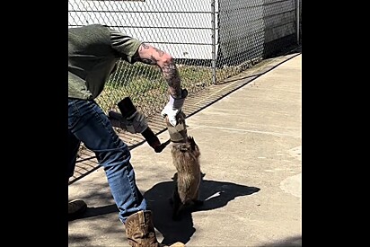 Mesmo com medo, homem toma coragem e remove plástico de cabeça de animal lindo que pedia socorro.