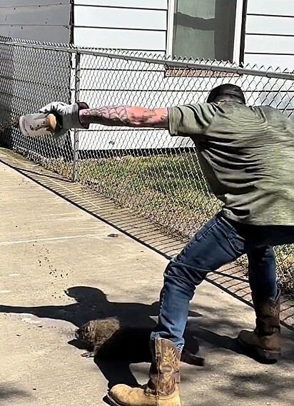 Vince ajudou a marmota a se libertar do pote de plástico.