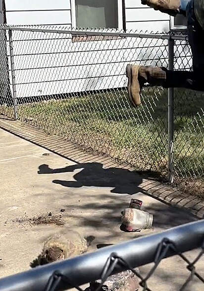Com medo de ser atacado pela marmota, Vince pulou a cerca assim que a libertou.