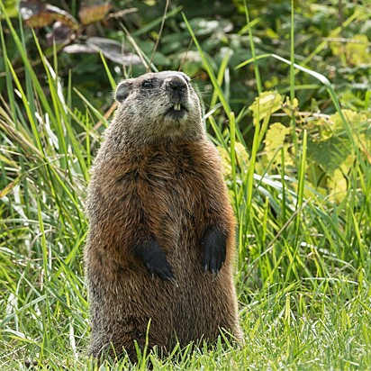 Imagem ilustrativa de uma marmota.