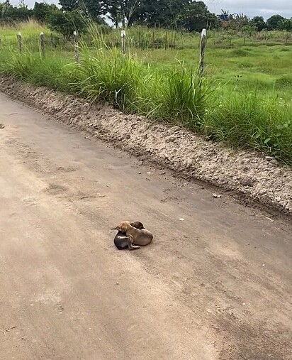 As cachorrinhas foram abandonadas no meio da estrada de chão. Elas estavam abraçadas para se aquecer.