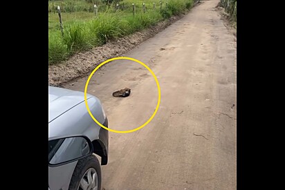 Sem acreditar no que via, motorista para o carro e encontra dois rostinhos lindos sozinhos e abraçados na estrada