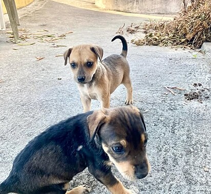 Janailton resgatou as cachorrinhas.