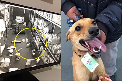 Cão de rua que foi flagrado bagunçando estoque, explode de felicidade ao descobrir que ganhou o melhor emprego na empresa.