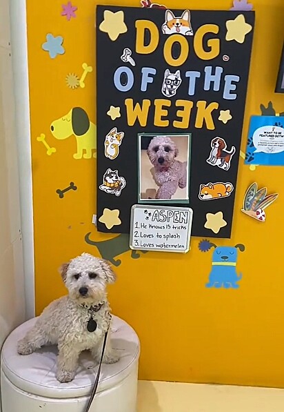 Aspen é um cachorrinho muito esperto. Ele ganhou o prêmio de Cachorro da Semana na creche para cães.