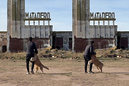 Sentiu a energia: Cão golden faz de tudo para evitar que tutor se aproxime de local abandonado.