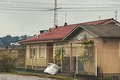 Os cães repercutiram na internet após a publicação do vídeo.