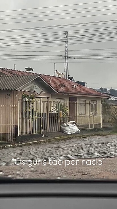 Os cães estavam em penso em cima do telhado da casa.
