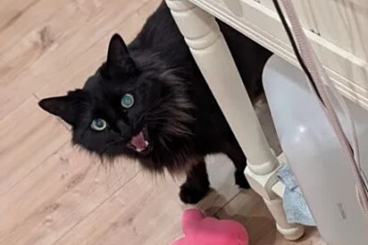 O gato sabia que a tutora precisava ser confortada.