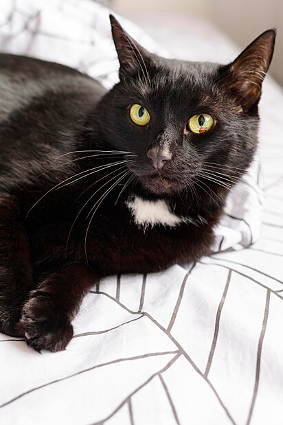 O gato preto foi adotado após aparecer em um canteiro de obras.