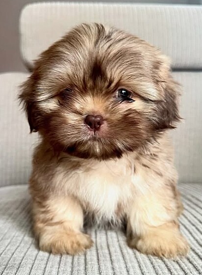 O cachorro Amendoin só obedece quando o tutor faz uma voz específica.