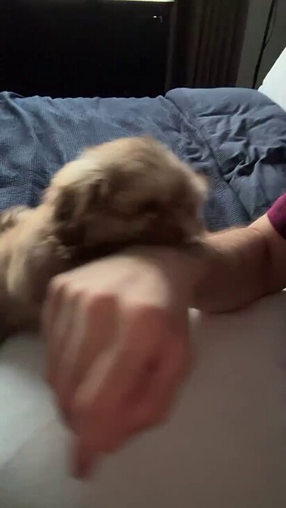O cão estava mordendo Fernando.