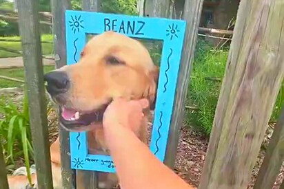 Armadilha para turistas: Golden retriever carente faz todos os pedestres pararem em sua janela para carinho grátis.