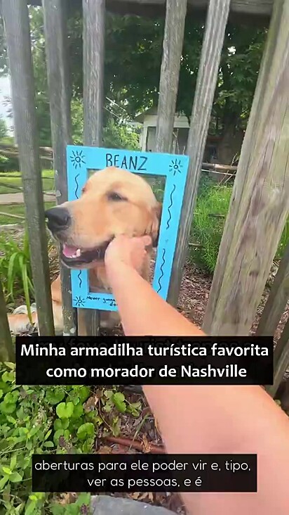 O cão adora receber carinho gratuito.