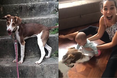 Um acerto na vida! Após anos de adoção, tutora engravida e cachorrinha lhe proporciona o som mais lindo do mundo.