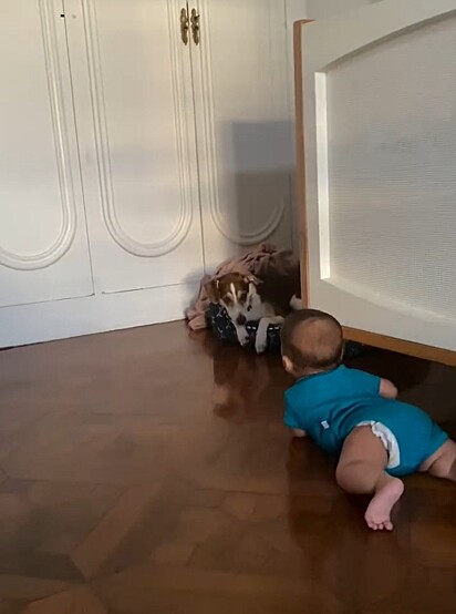 O pequeno João engatinhando em direção a Canela.