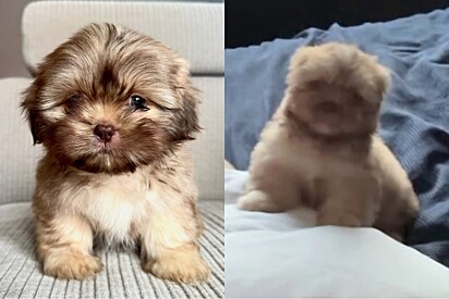 Completamente desobediente, cachorro se nega a se comportar - a menos que falem bem bicha com ele, alega tutor.