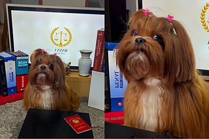 Shih-tzu explica direitos e deveres de tutores que vivem com seus pets em condomínio.
