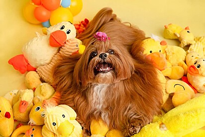 Hanna é uma pet influencer muito conhecida nas redes sociais.